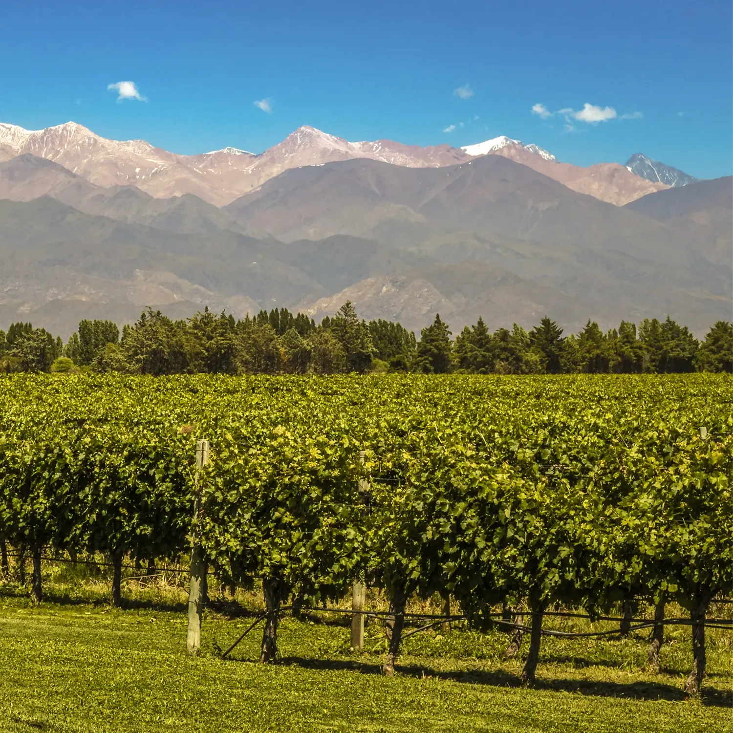 Tour privado de bodegas en Luj&aacute;n de Cuyo
