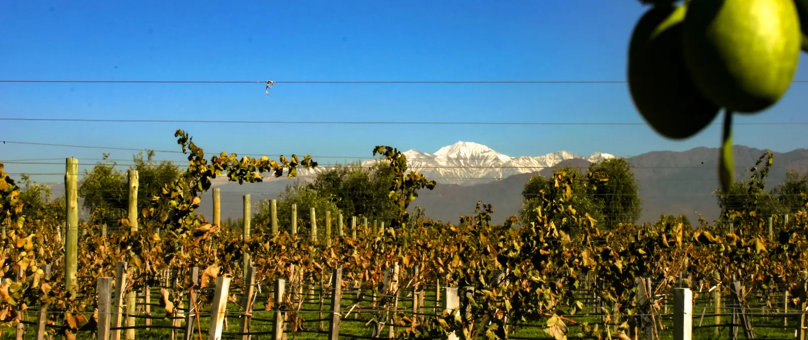 Itinerario de 3 Días en Mendoza: Una Guía Pensada del Vino