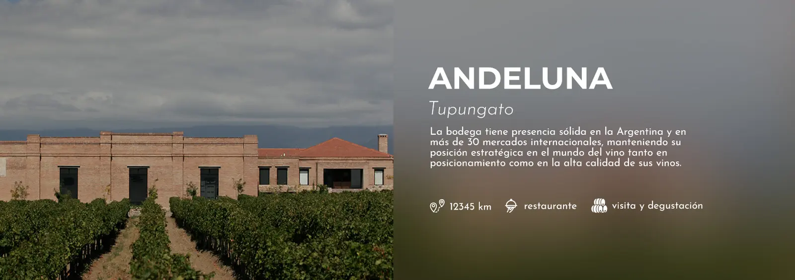 El Ascenso Silencioso del Cabernet Franc en Mendoza