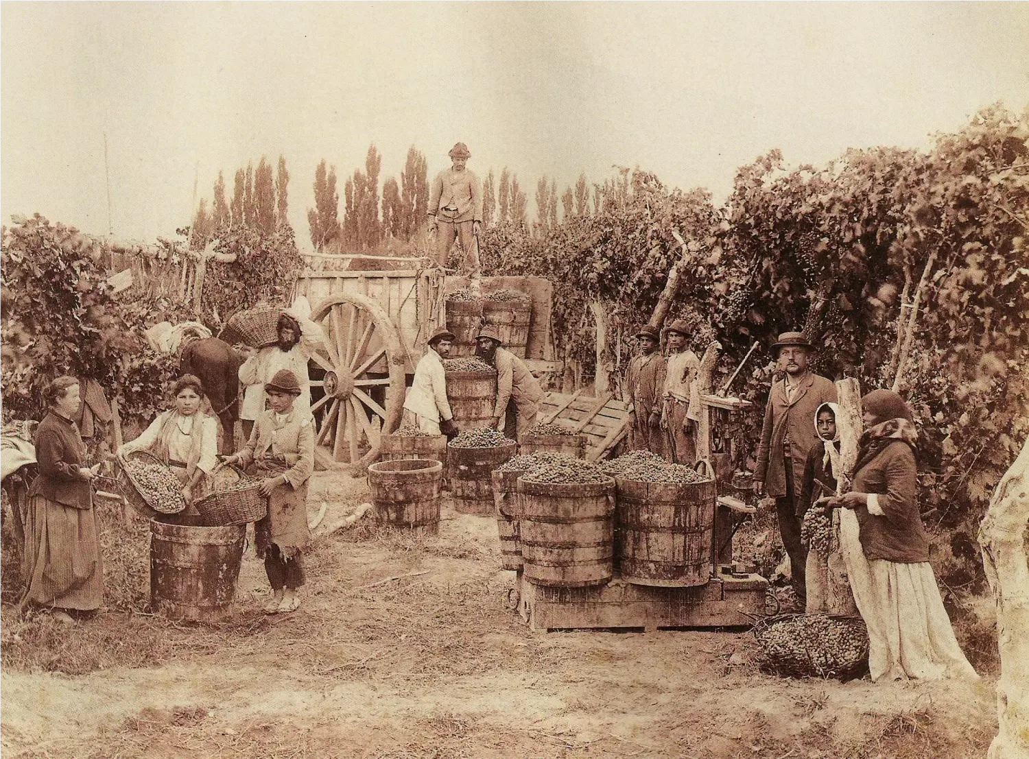 La Historia del Malbec en Argentina: 1853 hasta Hoy