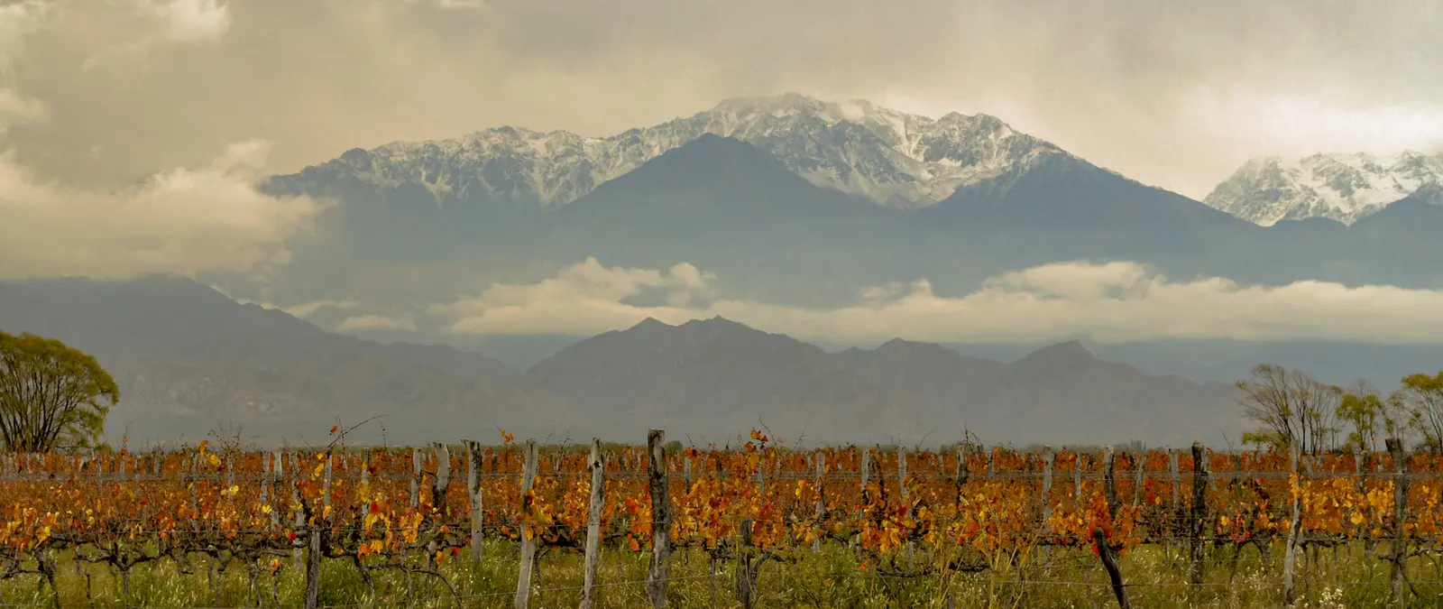 Vinos de Altura del Valle de Uco: Por Qué la Altitud Importa