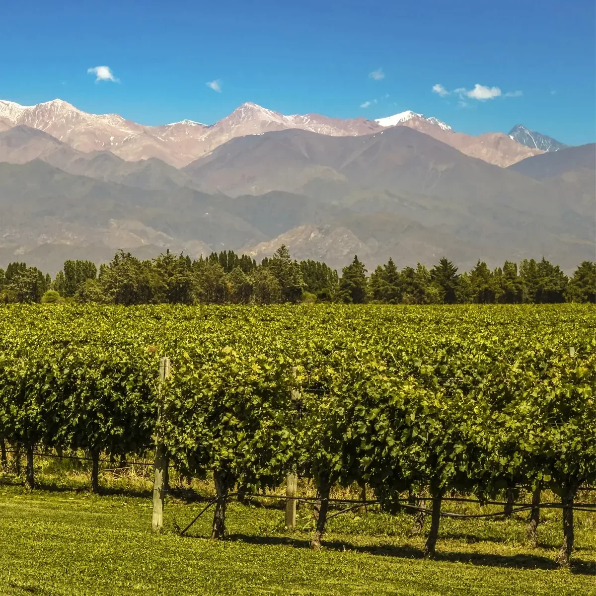 Tour privado de bodegas en Luján de Cuyo, Mendoza
